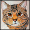 Tabby Cat Illustration